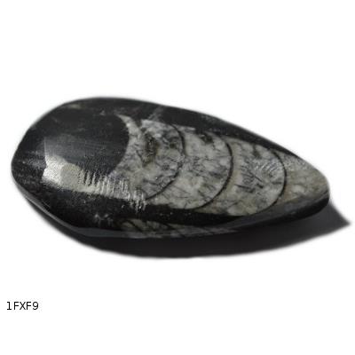 Orthoceras Fossile Plaque Pièce Unique (1FXF-9)