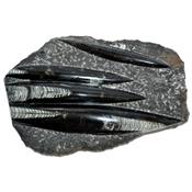 Orthoceras Fossile Plaque de Quatre Spécimens Pièce Unique N°ORTH_2DIB6