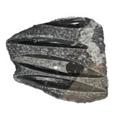Orthoceras Fossile Plaque de Quatre Spécimens Pièce Unique N°ORTH_2DIB3