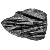 Orthoceras Fossile Plaque de Six Spécimens Pièce Unique N°ORTH_1