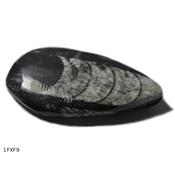 Orthoceras Fossile Plaque Pièce Unique (1FXF-9)