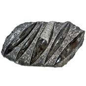 Orthoceras Fossile Plaque de Cinq Spécimens Pièce Unique N°ORTH_2DIB4